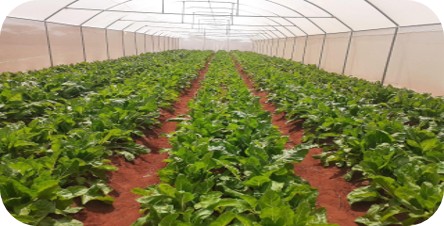 Laanle community Farm