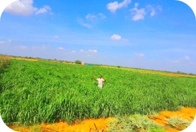 El- Baraf Farm