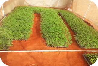 El Haji Nursery center