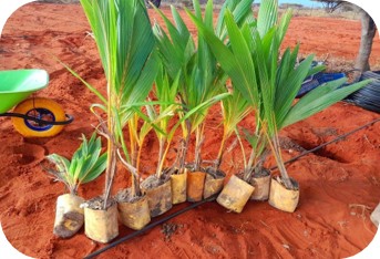 Alnasri Farm plantation