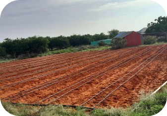 Elbaraf  Farm