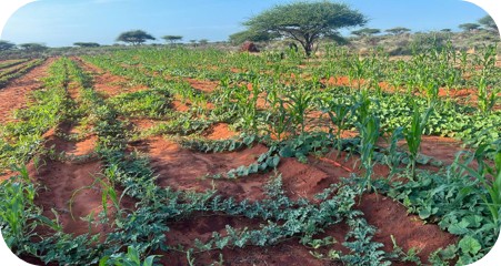Nageeye  Farm