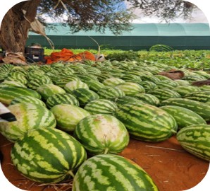 Dalmaal Farm